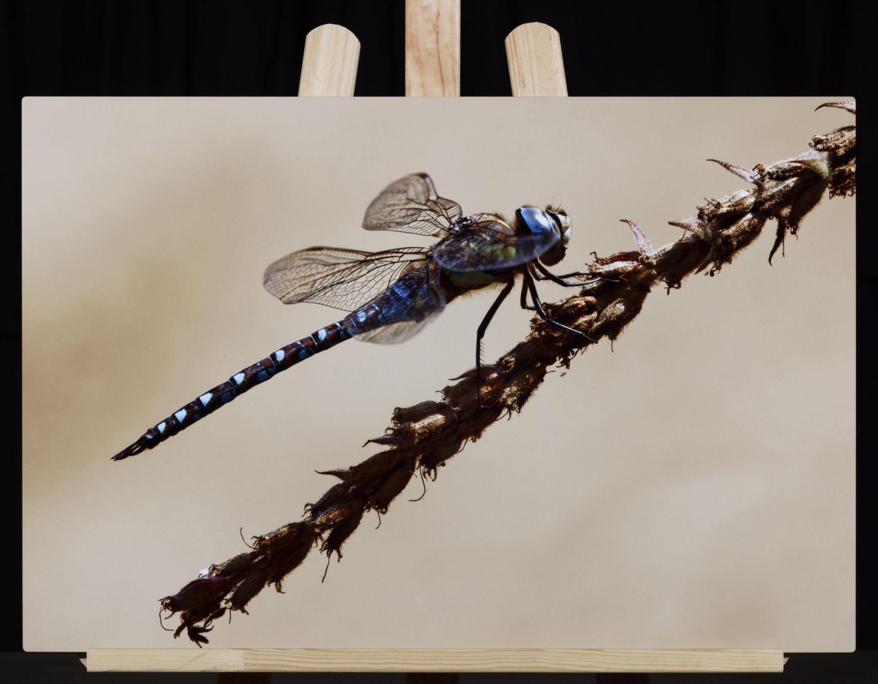 Exemple sublimation 40 x 60 cm © A.PILON