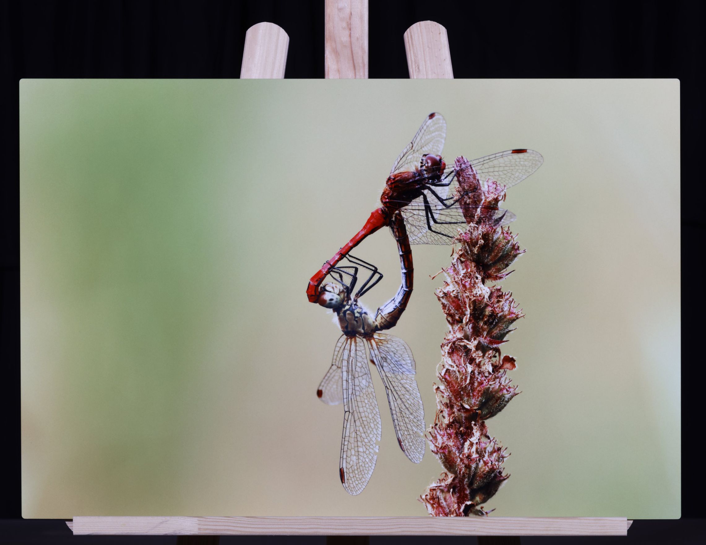 Exemple sublimation 40 x 60 cm © A.PILON